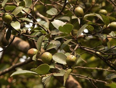 Čajovníkový olej (camellia oleifera)